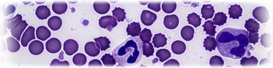 microscopie