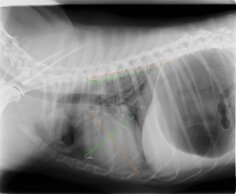 cardiologie<br />Vet Med Attert<br />Herz <br />coeur