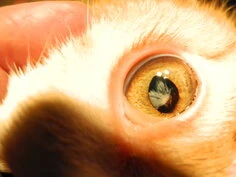 yeux<br />ophthalmologie<br />redange<br />Vet Med Attert