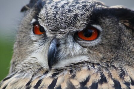 urgence animal 