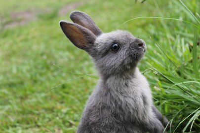 vétérinaire lapin Luxembourg<br />Tierarzt Kaninchen